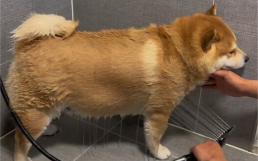 The solid little chubby dog takes a bath, which relieves stress, and he is so well-behaved if he doe