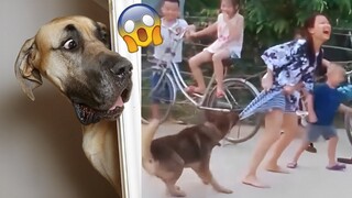 Funniest Animals Video - Funny Dogs And Cats - Try Not To Laugh Animals 2022