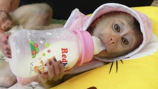 Happy Moment!! Most beautiful Baby Monkey Maku Sleep Drinking Milk Very Cute