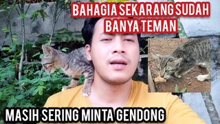 Anak Kucing Menangis Kelaparan Sampai Makan Kerupuk Part 2 Sudah Banyak Teman..!