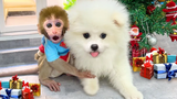 Monkey Baby Bon Bon กินไอศกรีมแตงโมกับลูกสุนัขที่บ้านในวันคริสต์มาส