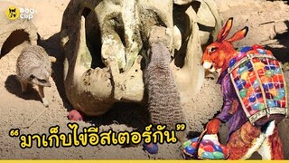 แก๊งเมียร์แคตในสวนสัตว์ลอนดอนกำลังสนุกกับการไล่ล่าไข่อีสเตอร์ | Dog's Clip