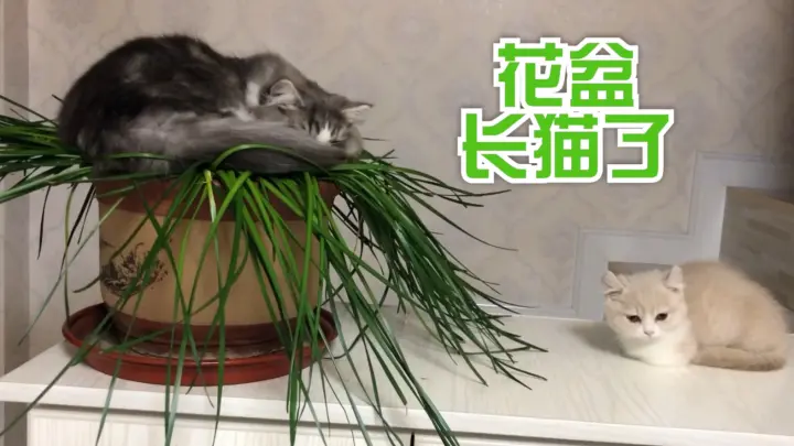 Up家的花盆长出了一只猫 建议养猫家庭最好不要养花 花与猫不能共存 Bilibili