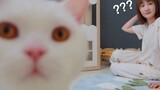 [Thú cưng] Căn phòng xinh xắn của anh Mèo đẹp trai
