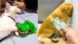 Funniest Dogs And Cats - Best Of The 2021 Funny Animal Videos