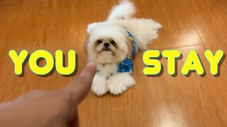 Shih Tzu Puppy Knows How to Do the Perfect Stay (Cute & Funny Dog Video)