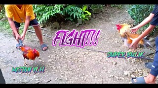 SUPER BULIK VS BOSTON YLH SPAR!!    JRP BACKYARD