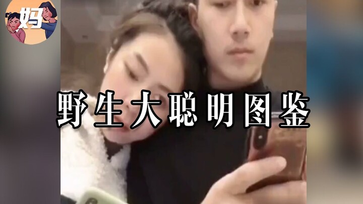 【野生人类图鉴】野生大聪明，果然名不虚传！