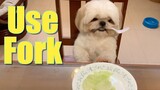 Shih Tzu Dog Tries To Eat Cabbage Using A Fork | Funny Dog Video