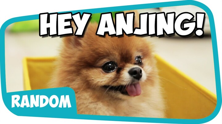 Hey Anjing ~ Wkwkwkwkkw