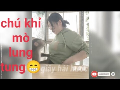 @60 giây hài hước | chú khỉ tinh nghịch phá cô gái