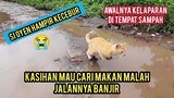 Masya Allah Demi Dapat Makanan Kucing Ini Sampai Loncat-Loncat Menerjang Jalanan Yang Banjir..!
