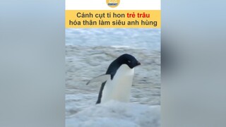 Đừng thấy anh nhỏ mà khinh thường nhé, anh cân hết đấy vnnn vnnnfunfact tiktoknews onhavanvui onhaxemtin animals hài fyp foryou