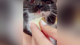 Món ăn yêu thích của sojumeo meow cats meocute mèo fypシ GuongMatTreTho