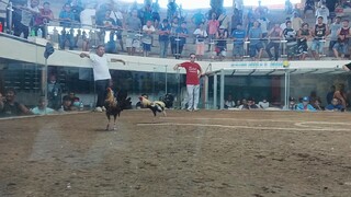 Hindi nakaakyat Ang babae sa Puno nag talisay Texas cockpit arena.