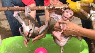 Monkeys and shower