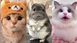 Cute Animals That Will Make Your Day | Cute VN