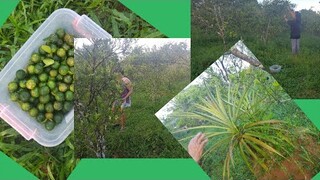 Picking Calamansi