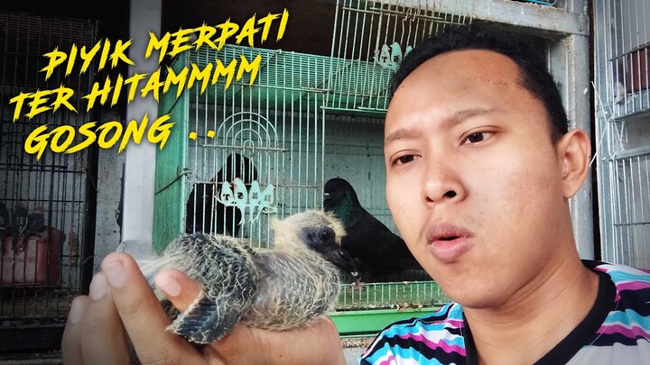 PIYIK MERPATI TER HITAM GOSONGG - PENAMPAKAN BAYI MERPATI JAWA SUNGUT