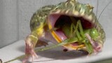 [Animals]How does a rana catesbiana eat its food?