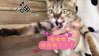 UP居然给B站最凶小野猫洗澡？猫咪气得全程骂街！