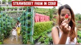 VLOGMAS | Fun Day In Strawberry Farm In Cebu Province Philippines