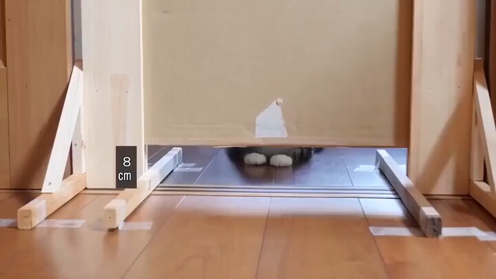 Japanese netizens lowered the height of the door step by step to test "how flat a cat can squash"