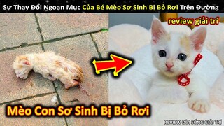 Sự Lột Xác Kỳ Diệu Của Bé Mèo Sơ Sinh Bị Bỏ Rơi Trên Đường Phố || Review Giải Trí Đời Sống