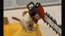 Chainsaw cat😼