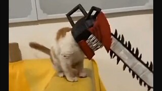 Chainsaw cat😼