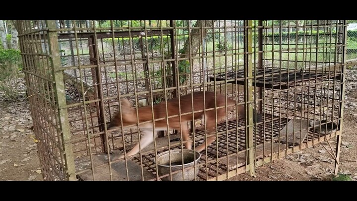 Anjing Hutan Aceh di Kebun Cut Fit Gurun Putih Lestari