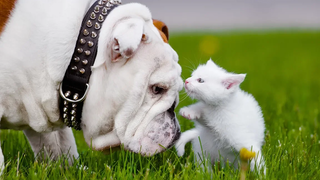 Dogs Meeting Kittens for the First Time Compilation