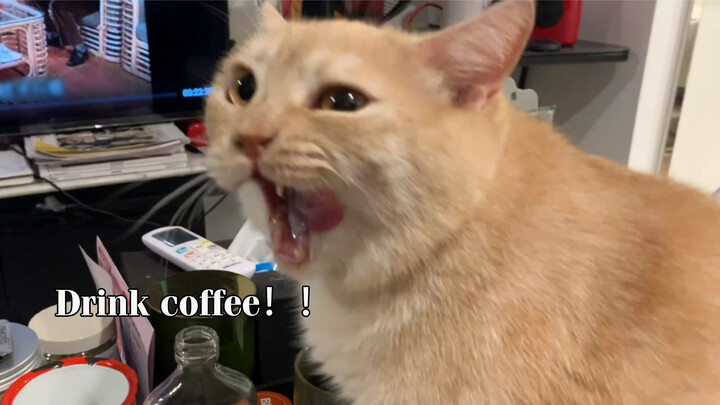 [Satwa] [Cat Person] Kucing, tidak, boleh, minum, KOPI!!