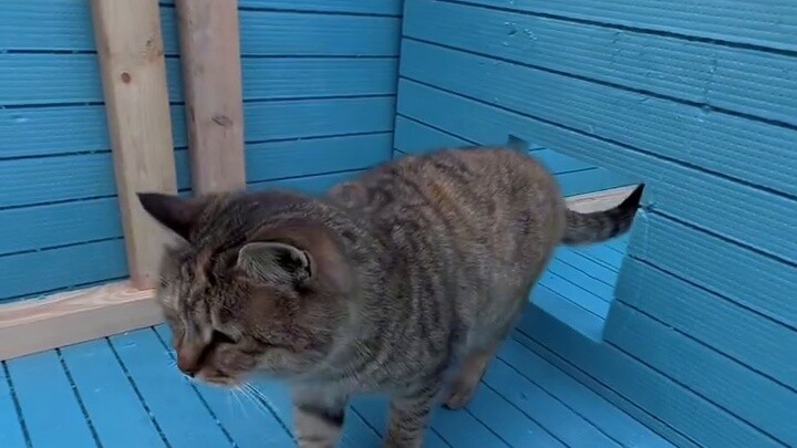 ล็อบบี้แมวชั้น 1 ของ "รังแมวฤดูหนาว 4 ชั้น" สำหรับแมวจรจัด