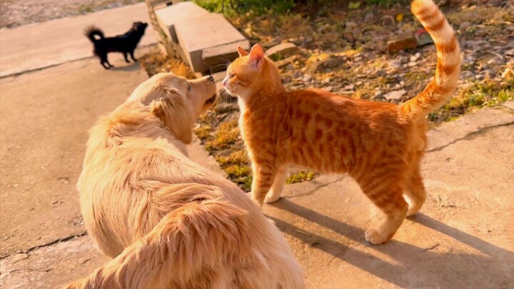 Hubungan antara kucing dan anjing yang tumbuh bersama sungguh baik!