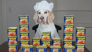 Dog Cooks with Spam เชฟตลกสุนัข Maymo