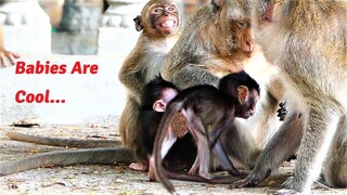 Cool Babies! Animal Baby Monkeys Are Lovable As They Perform Very Good Actions Together