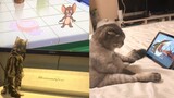 Cat Reaction to Tom & Jerry Cartoon - Funny Cat Reaction Compilation