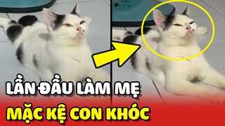 Chiếc mèo lần đầu LÀM MẸ nên GIẢ ĐIÊN khi nghe BẦY CON KHÓC 😂 | Yêu Lu