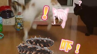 【杂谈】异世界粉猫+海参=起飞？