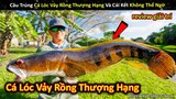 Lần Đầu Câu Trúng Cá Lóc Vảy Rồng Khổng Lồ Thượng Hạng Và Cái Kết || Review Giải Trí Đời Sống