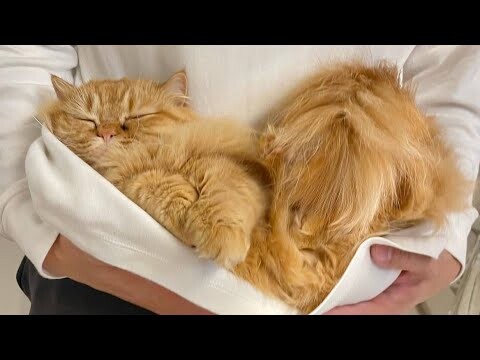 😂 Funniest Cats and Dogs Videos 😺🐶 || 🥰😹 Hilarious Animal Compilation №377