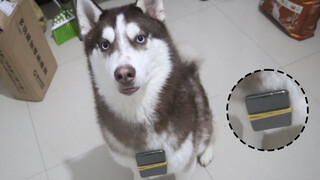 [Động vật] Buộc điện thoại cho Husky tập thể dục được bao nhiêu bước