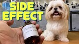 My Dog's Covid-19 Vaccine Side Effect | Cute & Funny Shih Tzu Dog Video