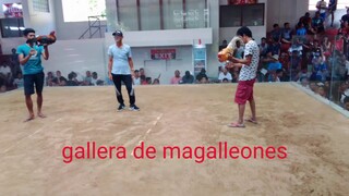 gallera de magalleones
