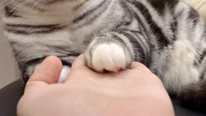 【日常更新】当小猫咪愿意把手交给你