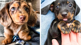 OMG CUTE BABY ANIMALS Videos Compilation CUTEST โมเมนต์ของสัตว์ 🐶 ลูกสุนัขน่ารัก 12