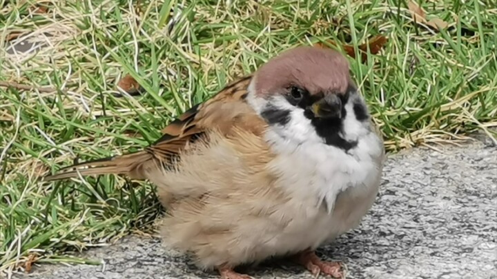 A Close Look at a Fat Sparrow Grooming
