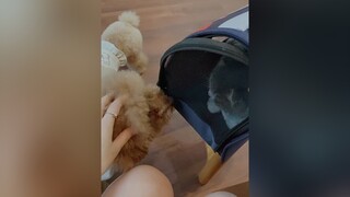 Khi nào hết dịch lại cho Beo đi cafe gặp bạn bè nhó cat dog YourBestFriend