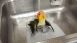 [Động vật] Chú vẹt đầu vàng thích tắm, thích rửa mông